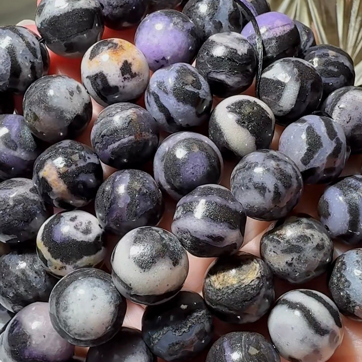 Purple Zebra
