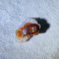 Freya Jewelry Fire Agate Hand-carving Display crystal display image 2